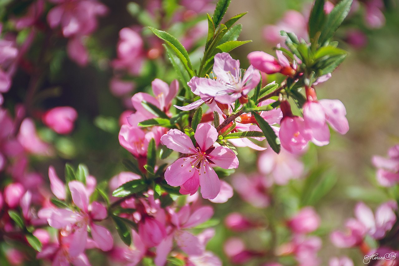 весна, весенний цветок, розовый цветок, миндаль, Marina Baccardi