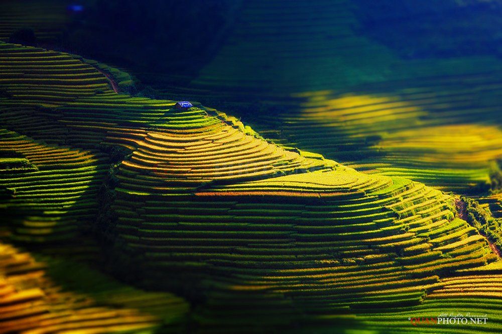 quanphoto, landscape, magical, sunlight, rice, terraces, golden, harvest, farmland, agriculture, rural, mucangchai, vietnam, quanphoto