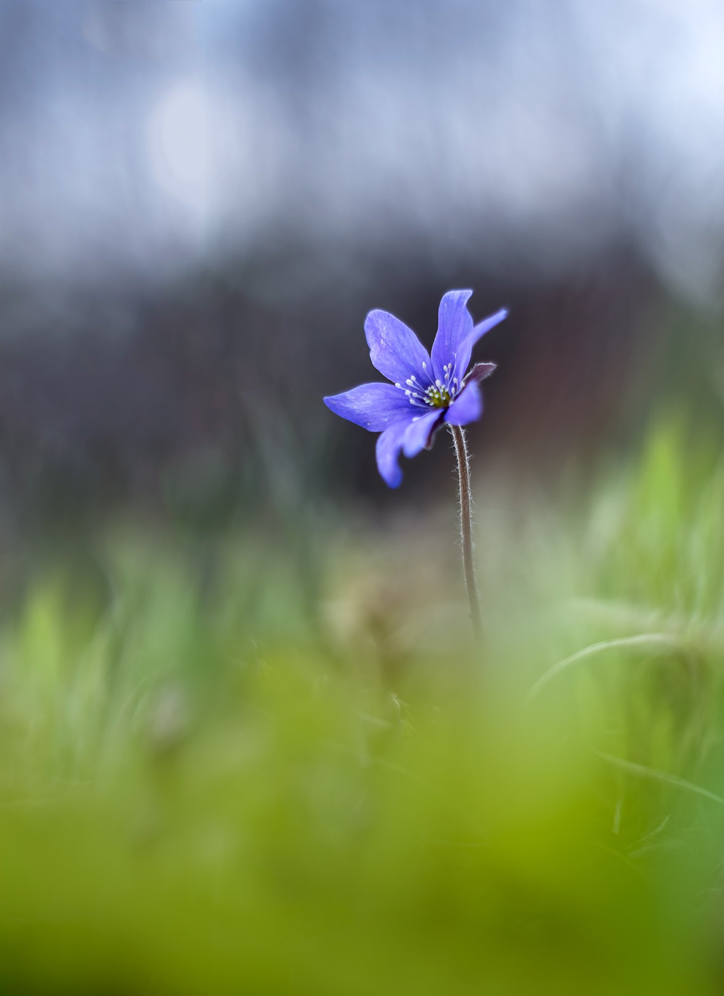 flowers, blue, macro, anemone, Sylwia Grabinska