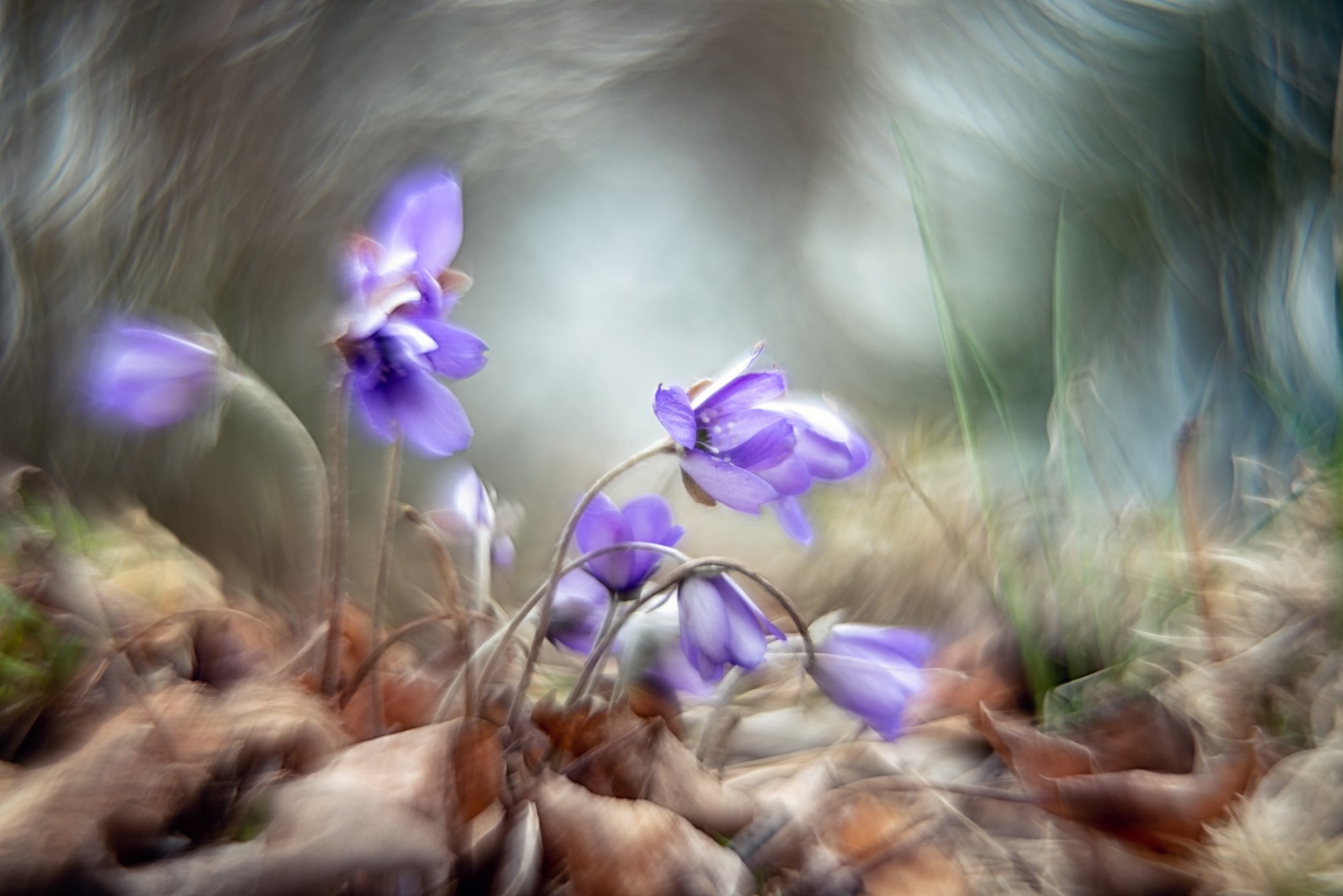 helios, macro, flowers, anemone, blue, abstract, fairytale,, Sylwia Grabinska