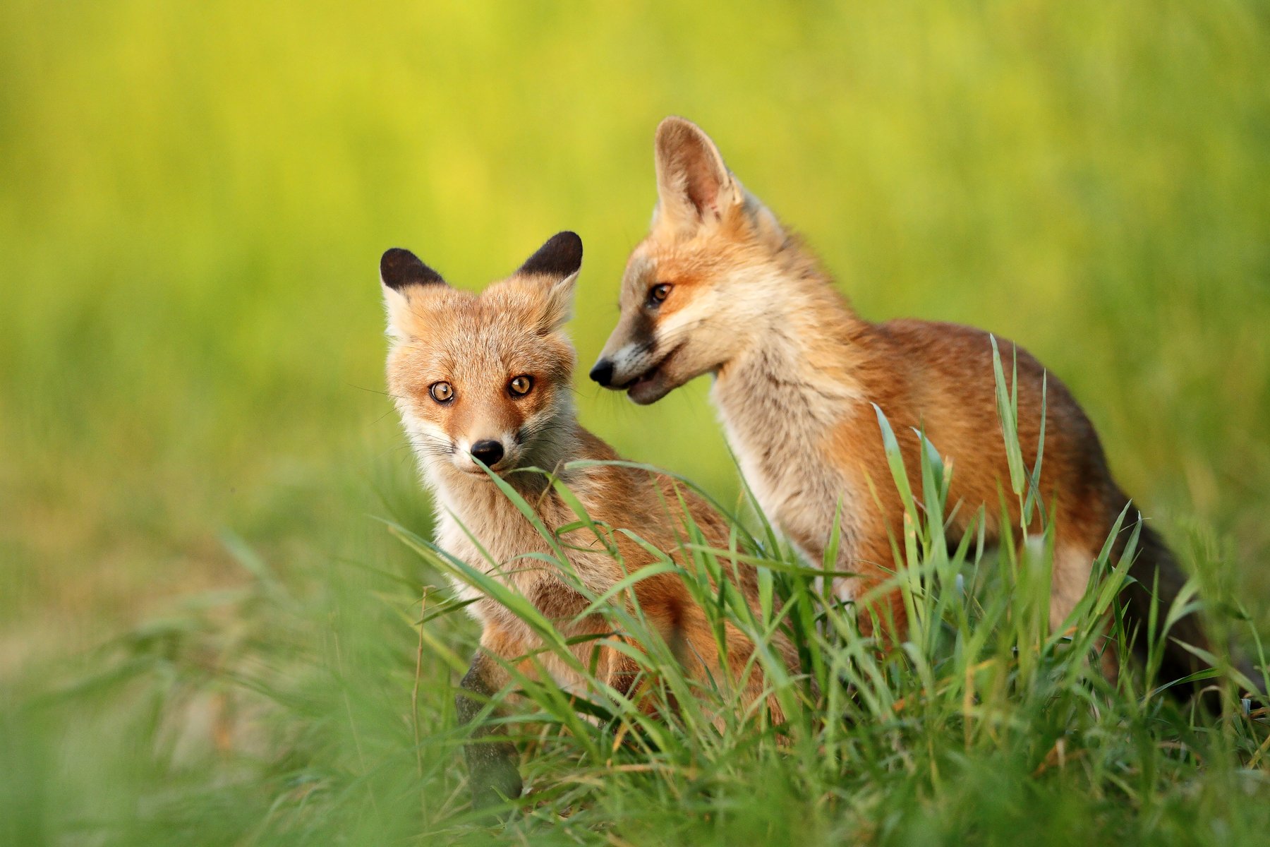 fox, wildlife, animals, poland, Adam Fichna