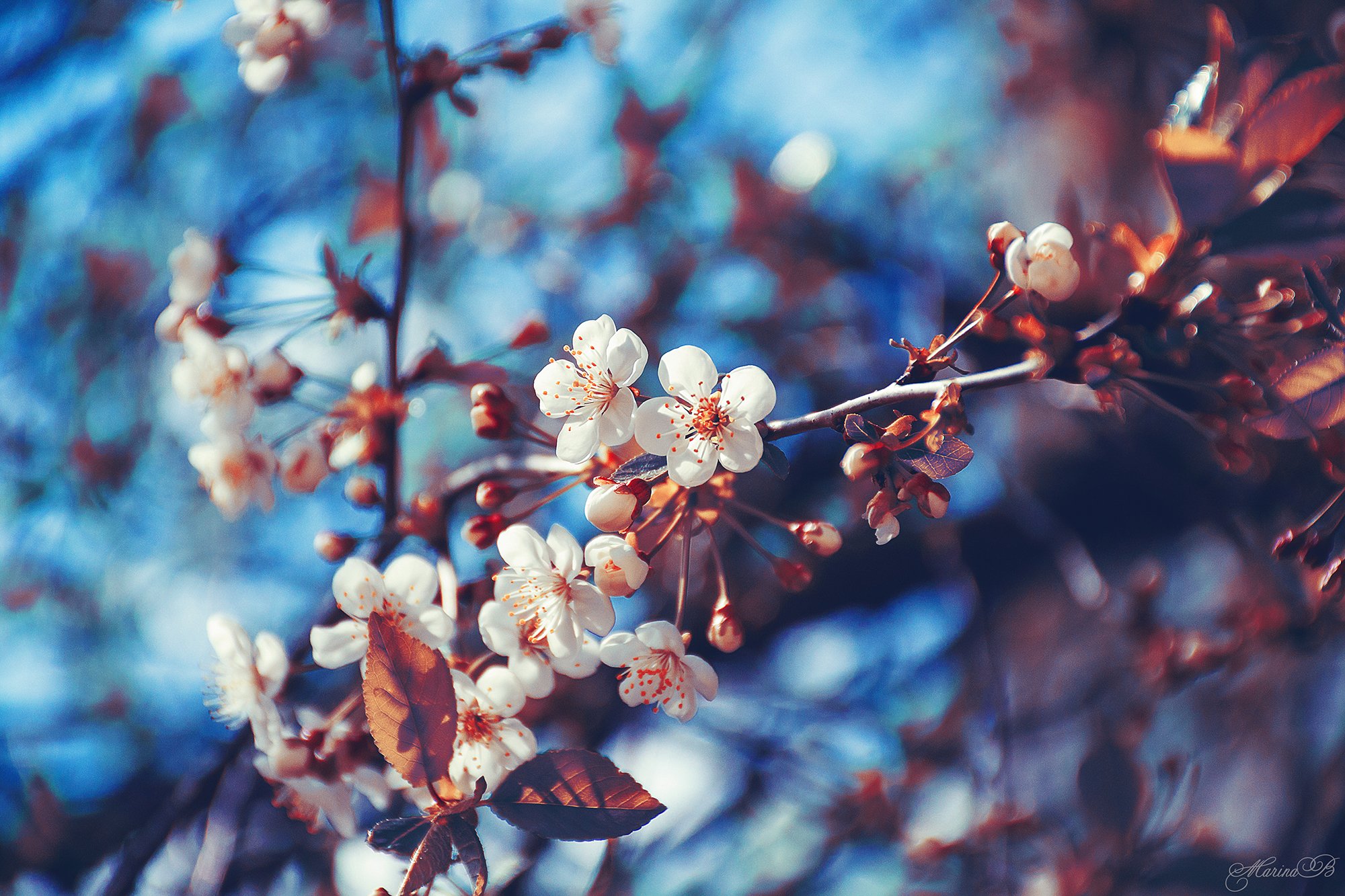 вишня, весна, весенний цветок, Marina Baccardi