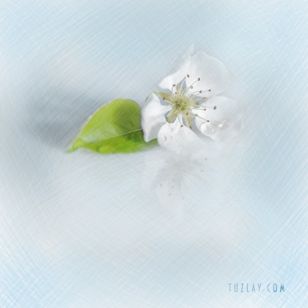 цветки груши, цветки дерева, апрель, капельки, Владимир Тузлай