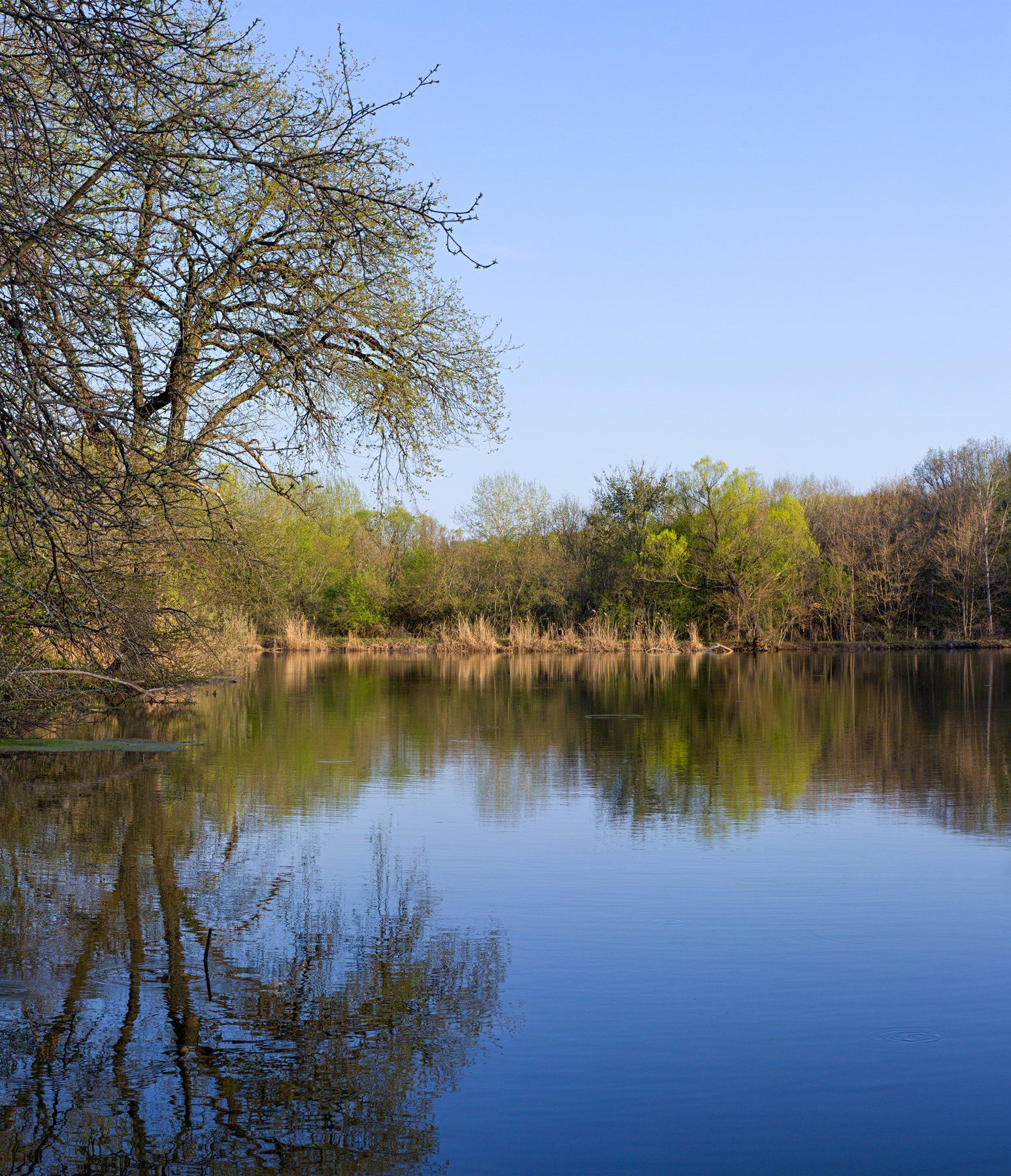 озеро,деревья,вода,небо,ветки,отражение, Юрий Котов