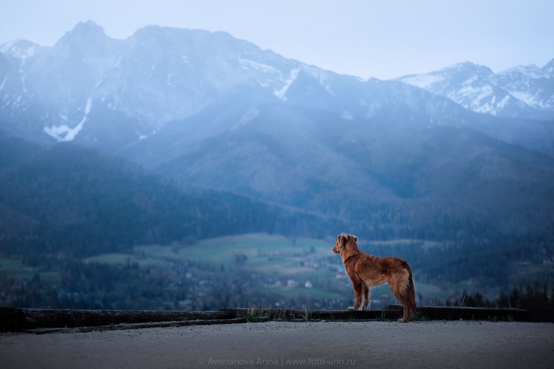 собака, горы, природа, Анна Аверьянова