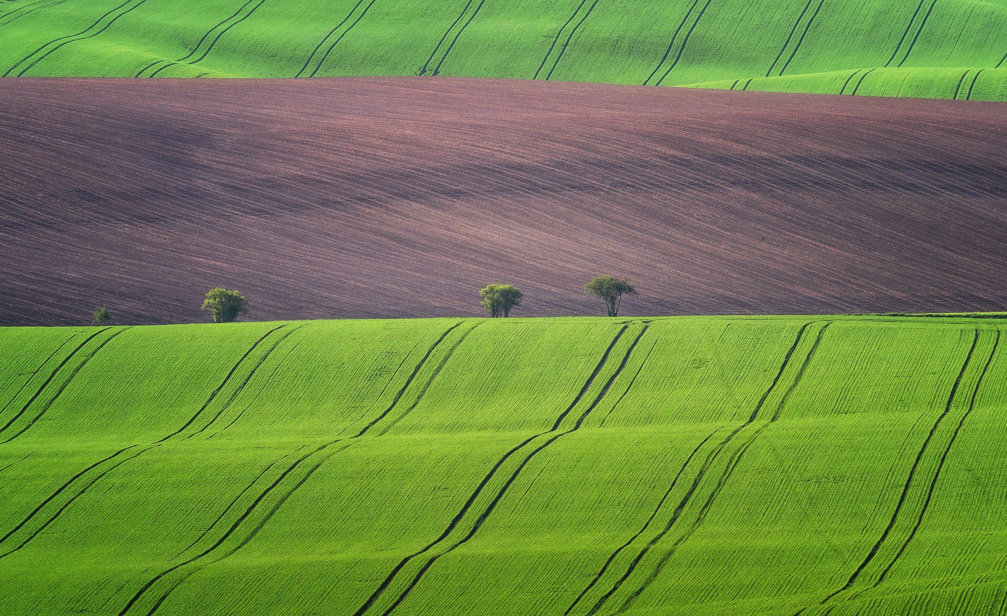 моравия, moravia, green fields, lines, spring, czech republic, hills, Сергей Курля