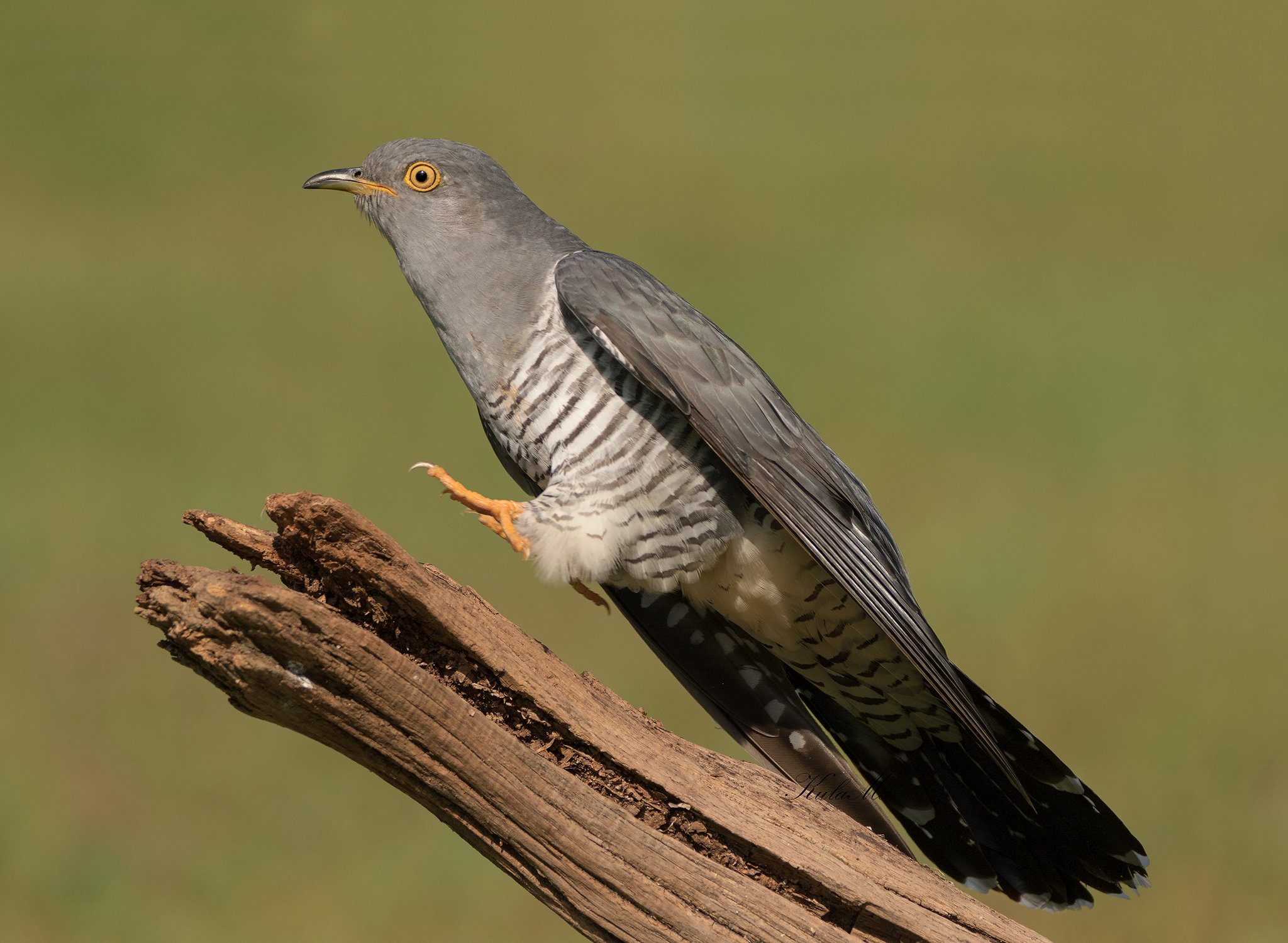 cuckoo, birds, nature, wildlife, woods, MARIA KULA