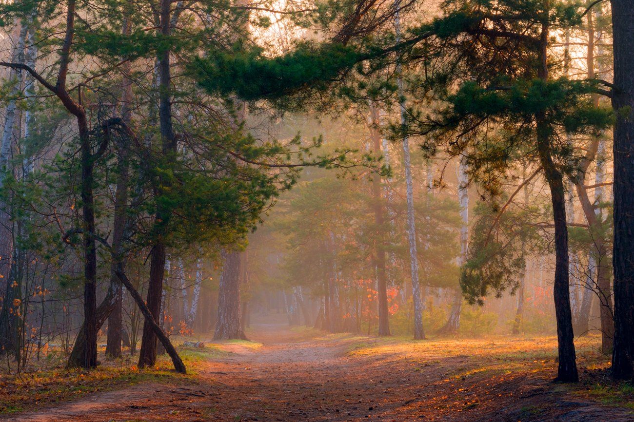 лес, весна, апрель, рассвет, утро, свет, тропа, туман, Галанзовская Оксана
