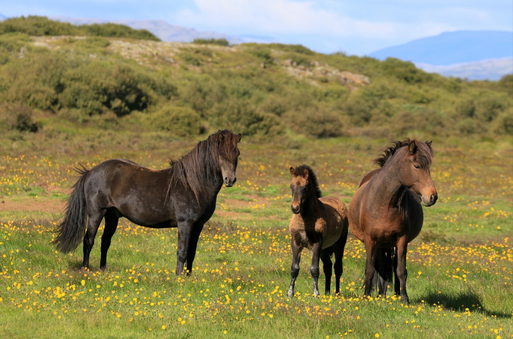 Horse family. Семья лошадей. Домашние животные лошадь. Семейка лошадей. Семья лошадей картинки.