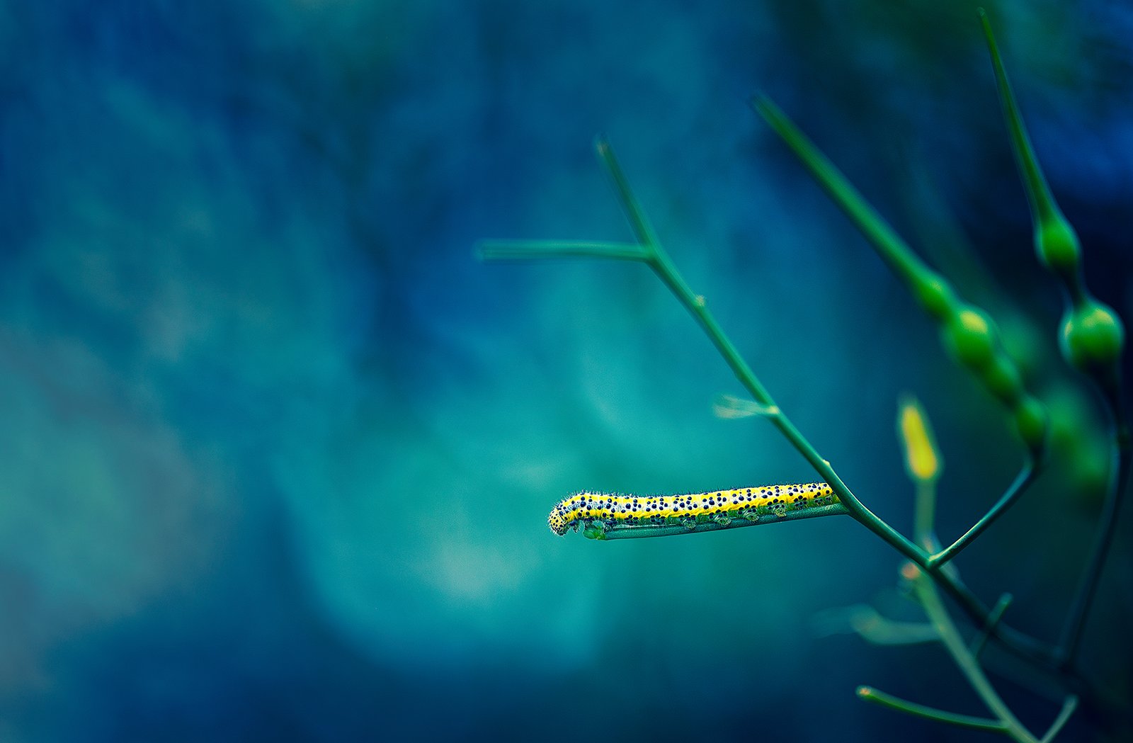 insects,caterpillar,macro,beautiful,insect,wild,wildlife,nature,faerie,close up,, Georgi Georgiev