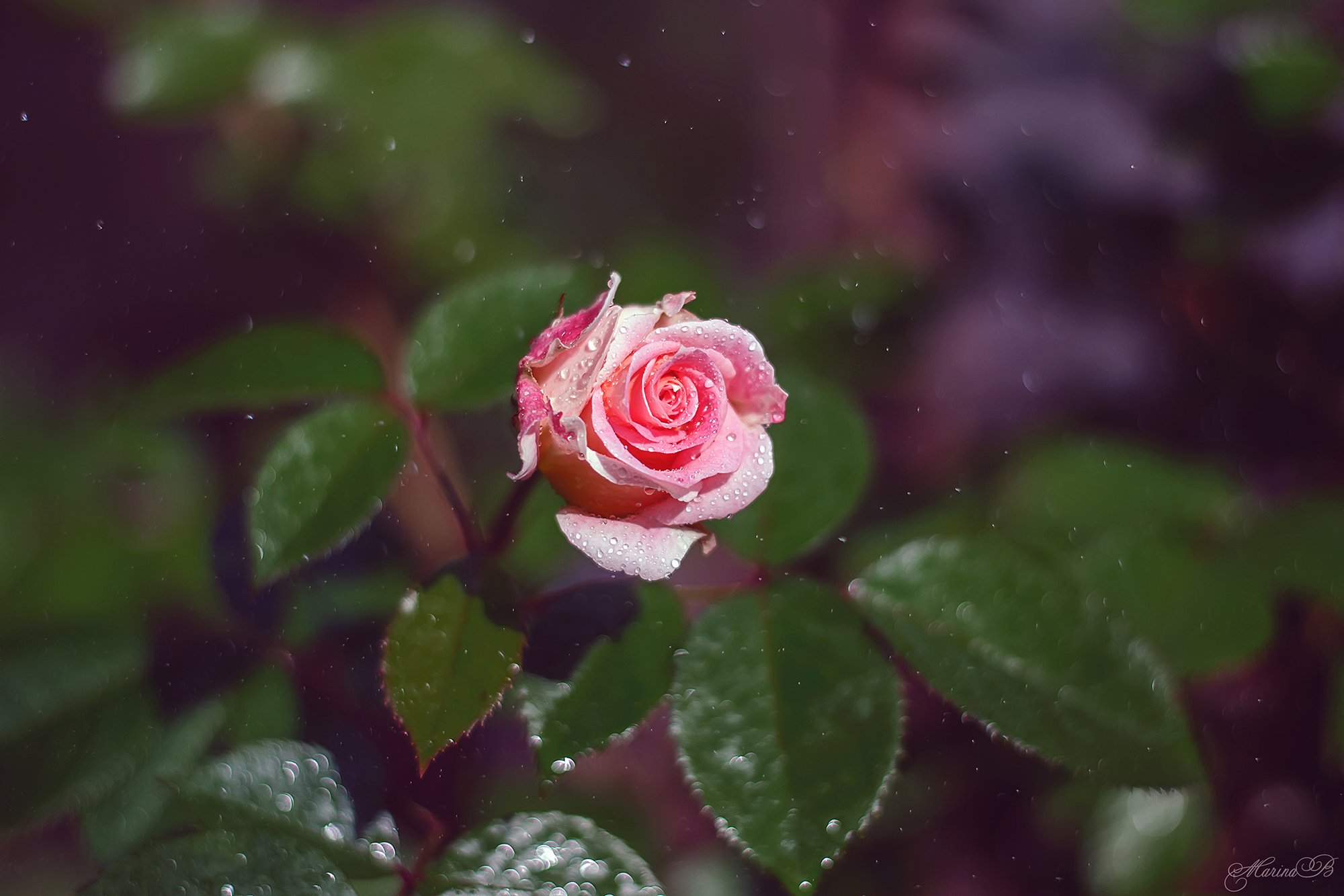 роза, капли, розовый бутон, Marina Baccardi
