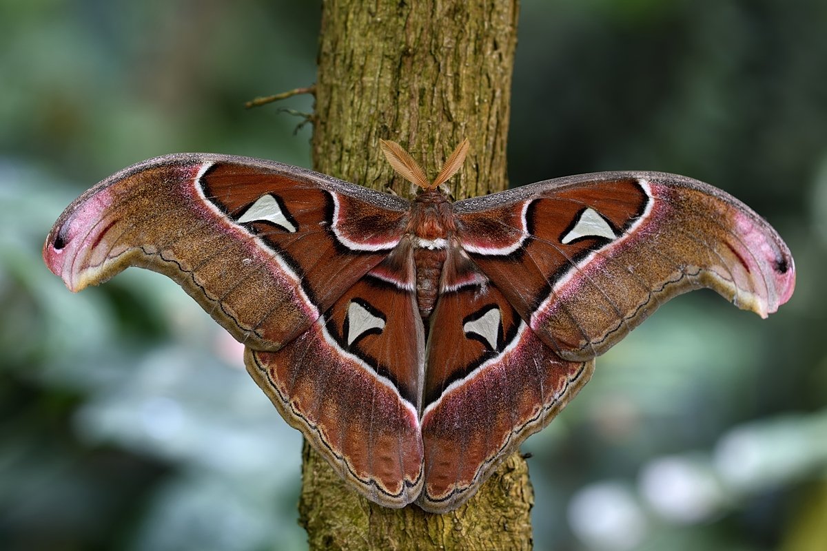 бабочка butterfly lepidoptera linnaeus, Jaroslav Mego