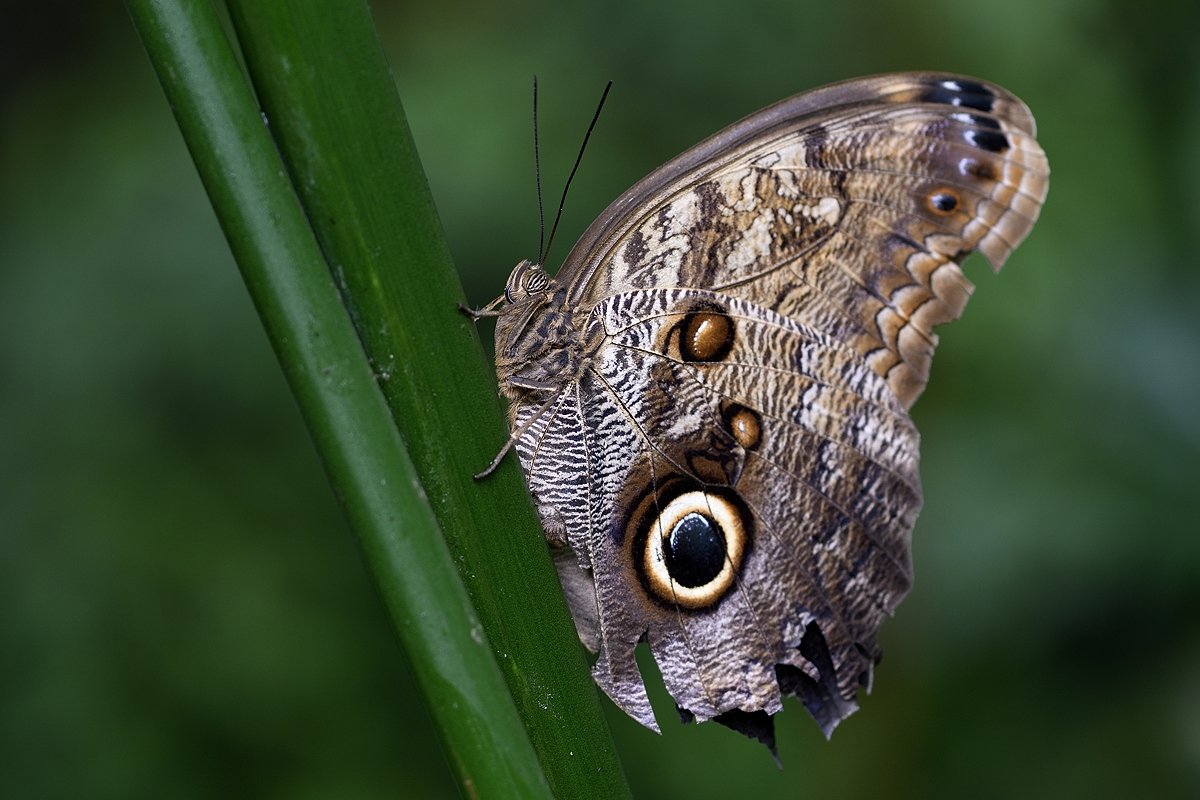 бабочка, butterfly, lepidoptera, linnaeus, Jaroslav Mego