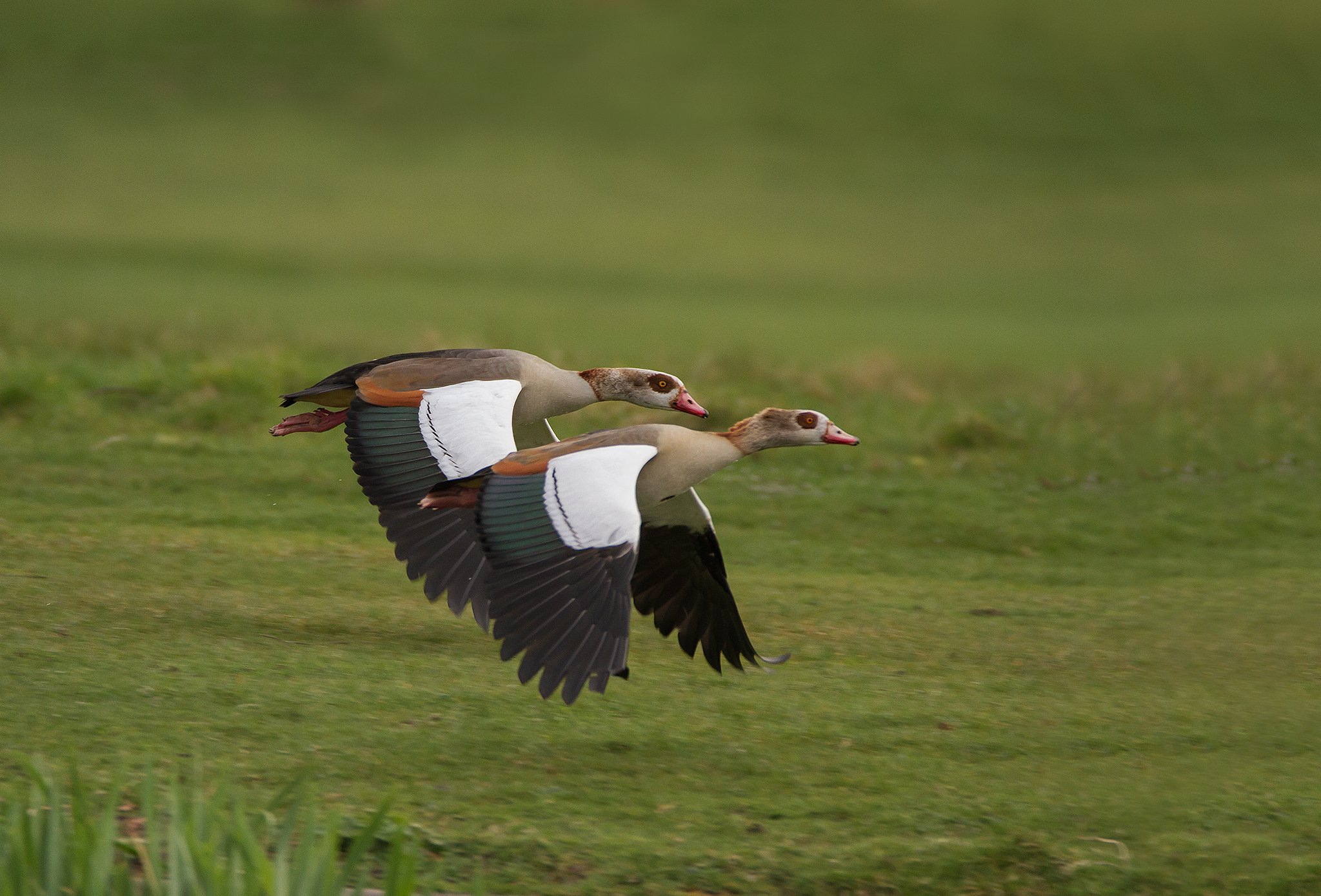egyptian geese, birds, nature, wildlife, action, flight, MARIA KULA
