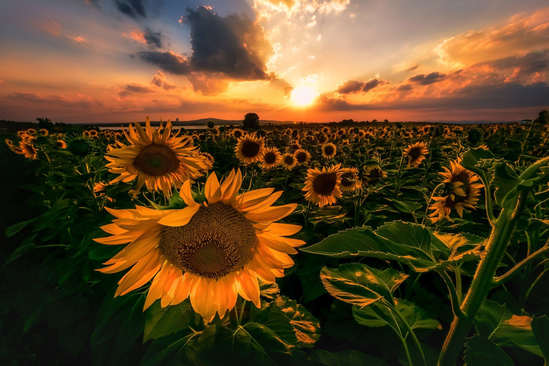 sun, sunset, sunflower,color,green,filed,spring,cloud,nature,landscape,outdoor, Jeni Madjarova