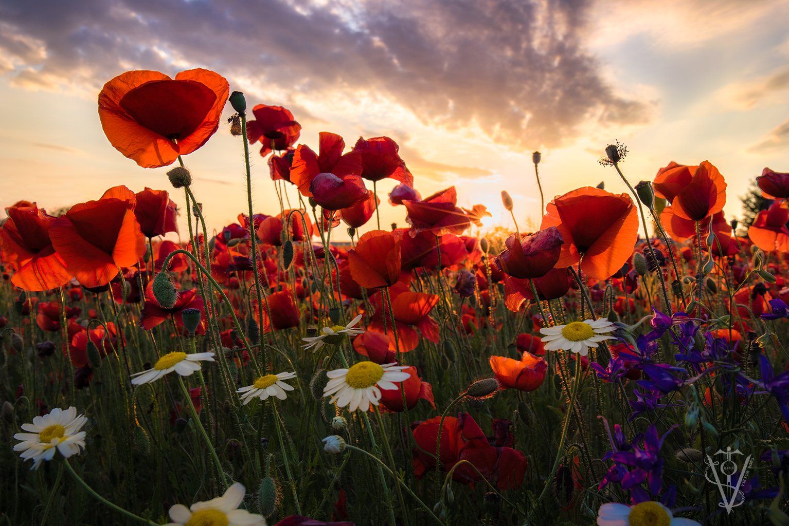 red poppy flower sky field down sunset romatic white violet, Viktor Bors