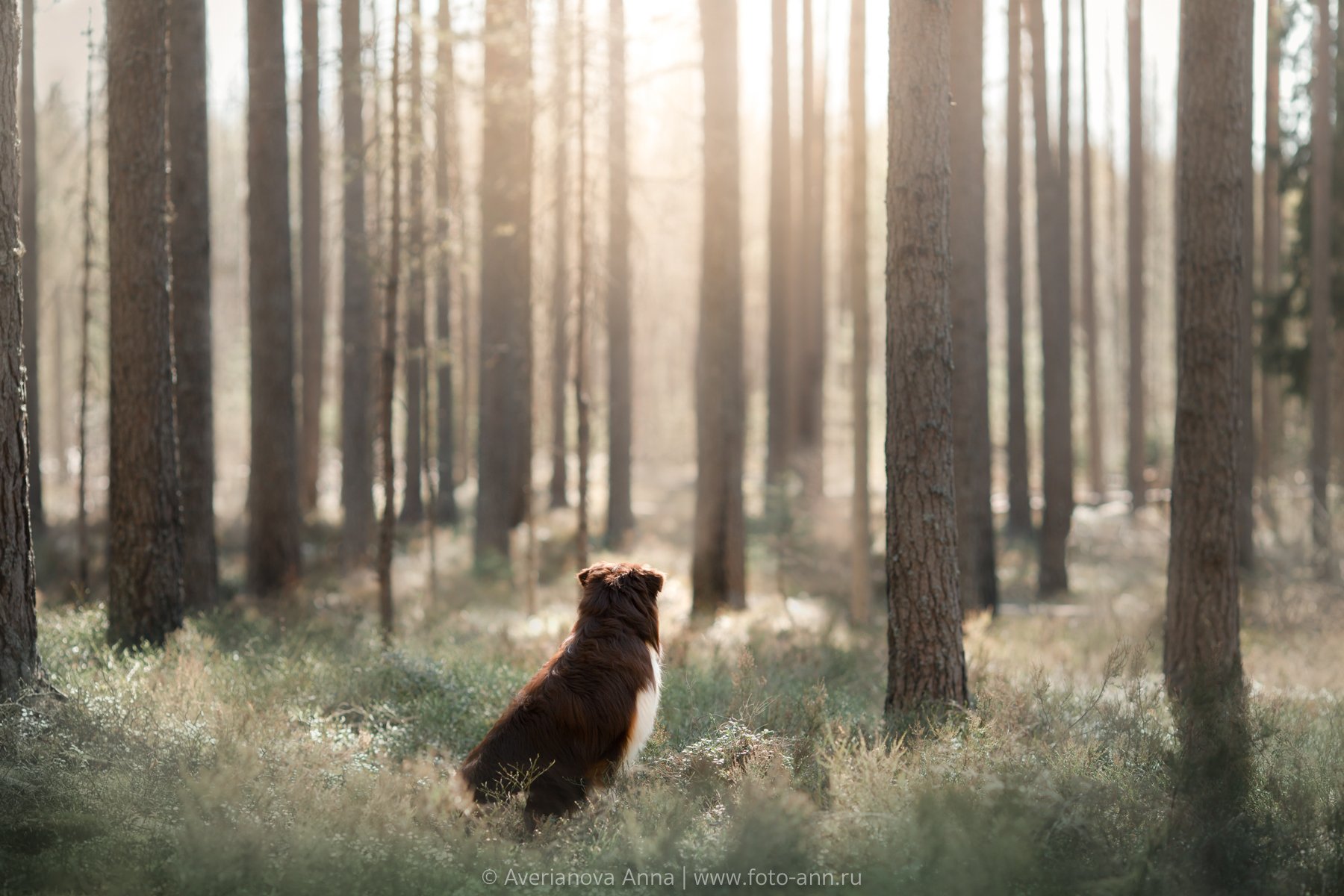 собака, лес, природа, Анна Аверьянова