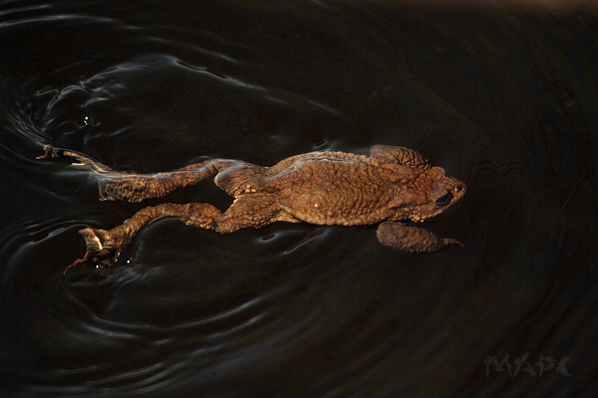 животные лягушка  весна озеро, Шангареев Марс