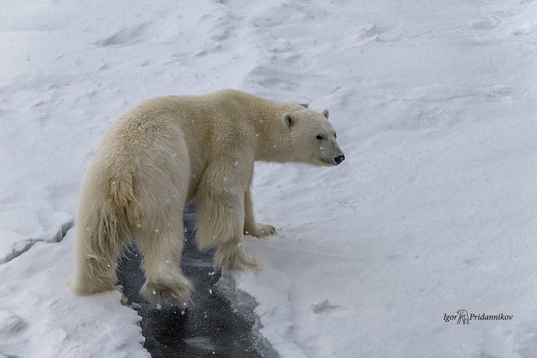 белый медведь, арктика, лед, Игорь Приданников