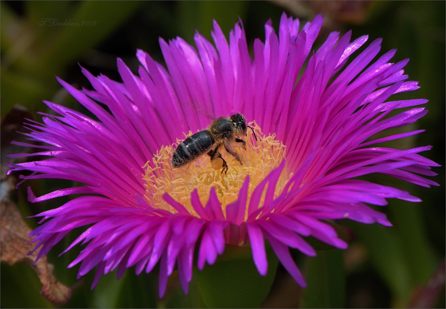 пчела, цветы, весна, макро, Sergey Drobkov
