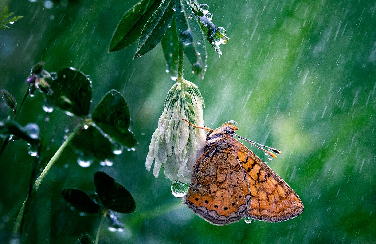 insects,butterfly,macro,beautiful,insect,wild,wildlife,nature,faerie,close up,rainy,rain,drops,fairy,, Georgi Georgiev