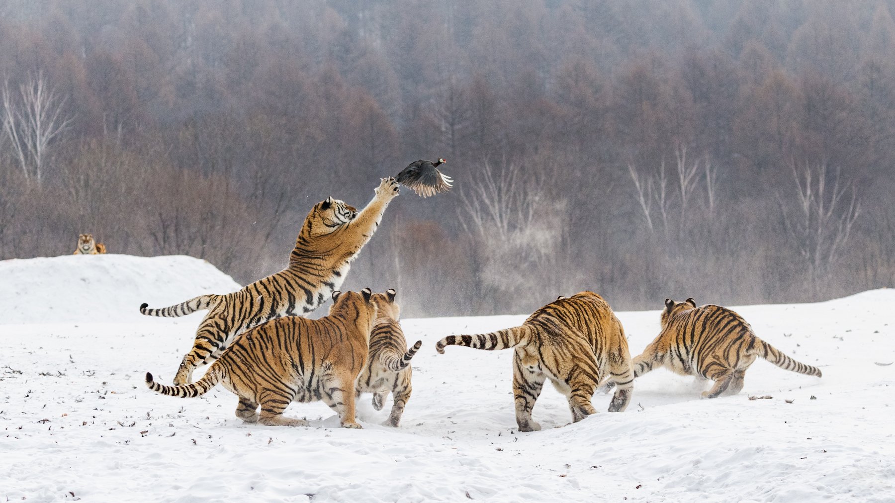 уссурийские тигры, охота, китай, Алексей Сулоев