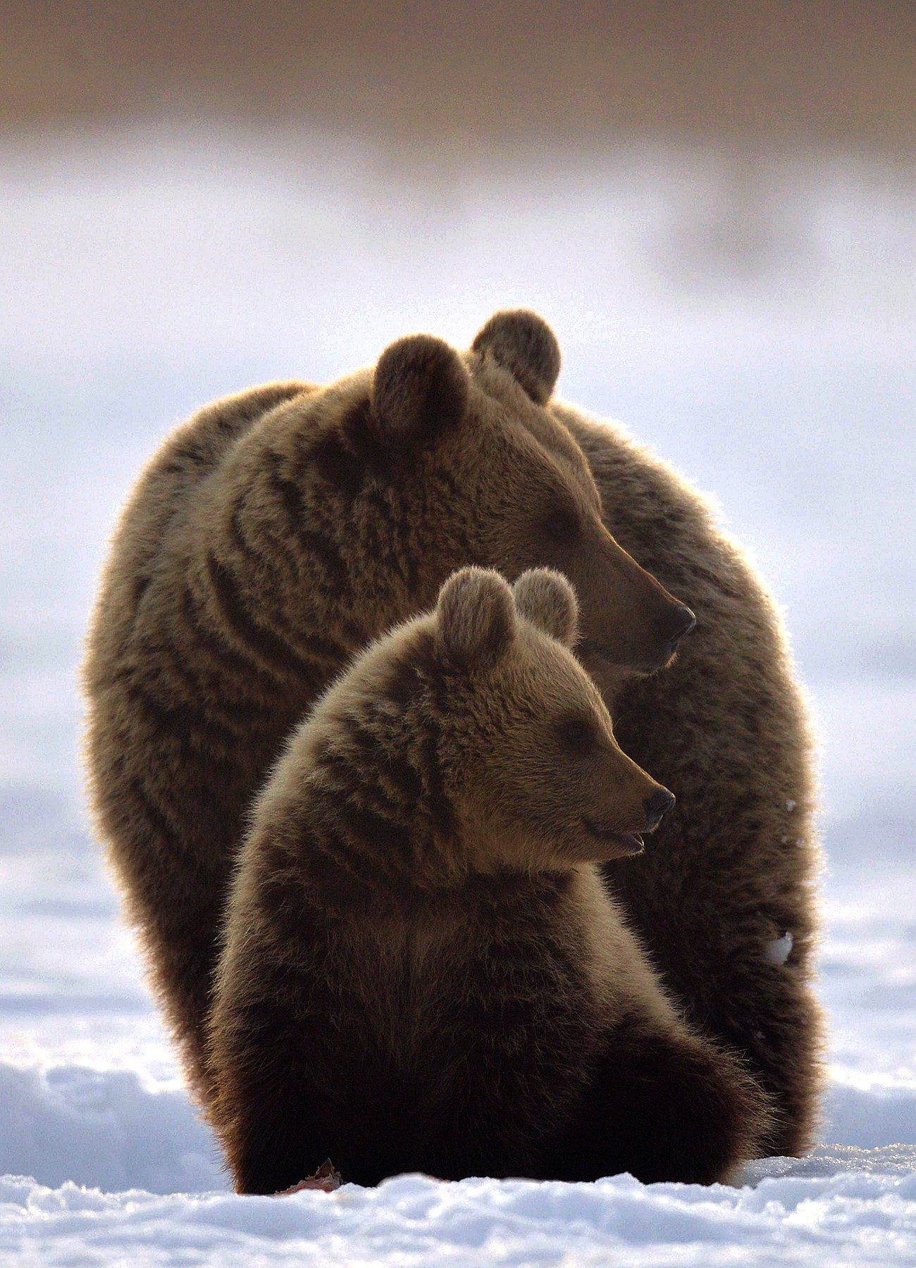 brown bears, Сергей Урядников
