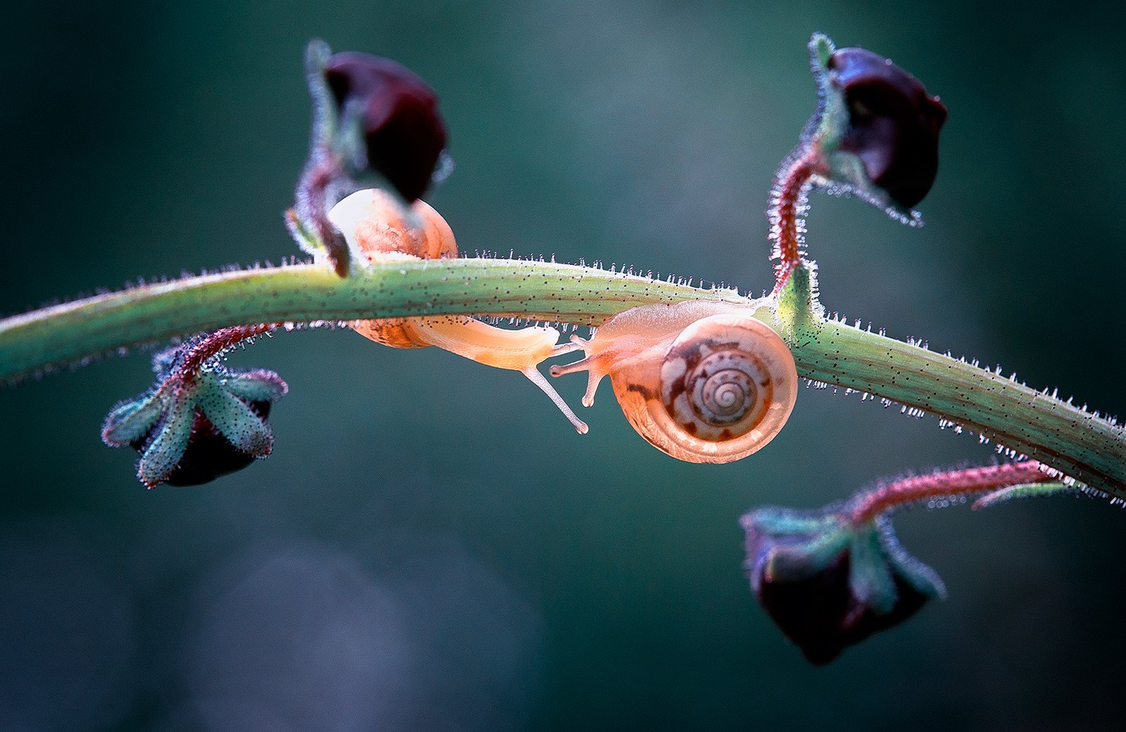 snails,snail,macro,beautiful,wild,wildlife,nature,faerie,close up,fairy,, Georgi Georgiev