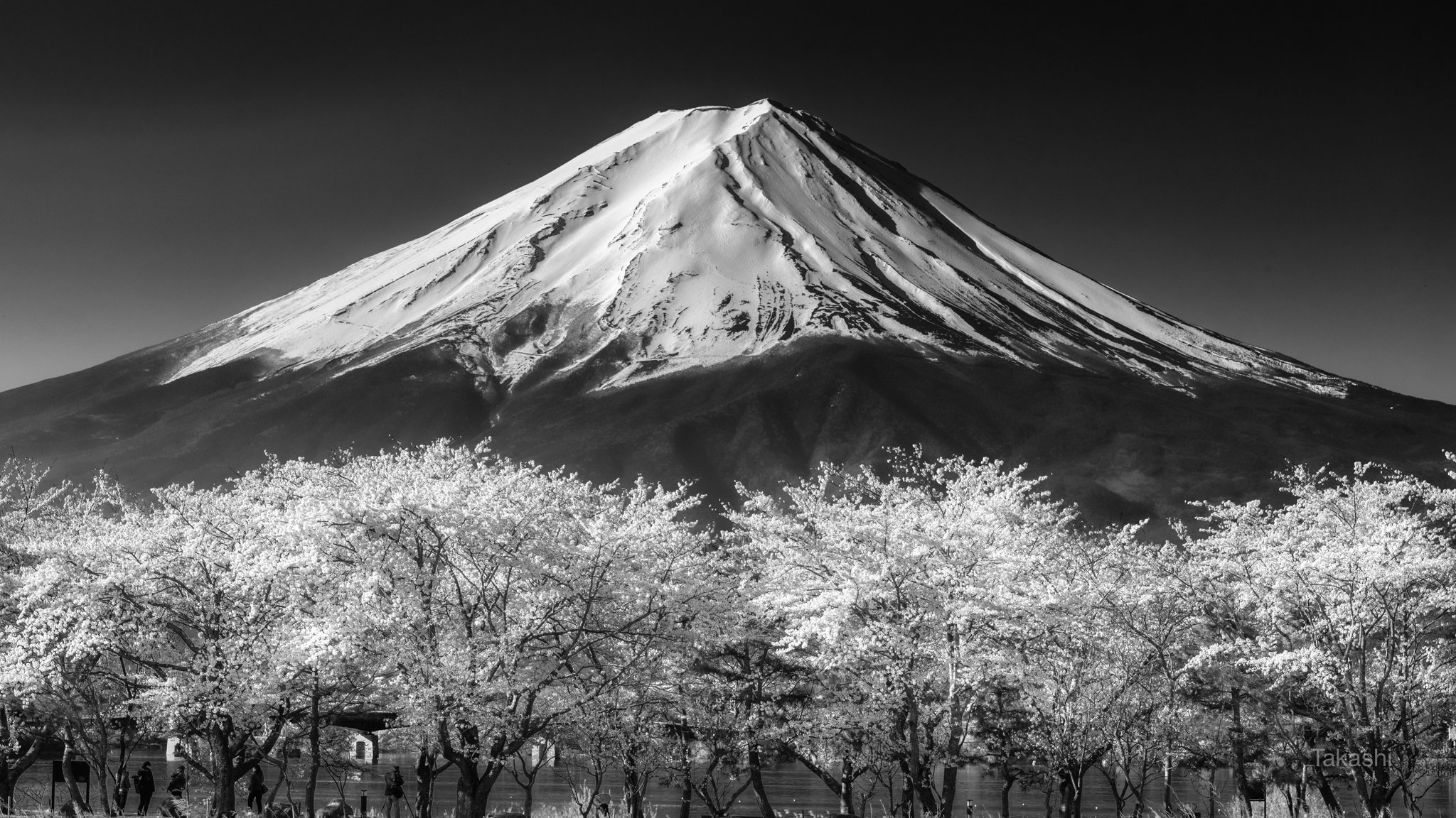 fuji,japan,mountain,snow,sakura,cherry,spring,flower,, Takashi