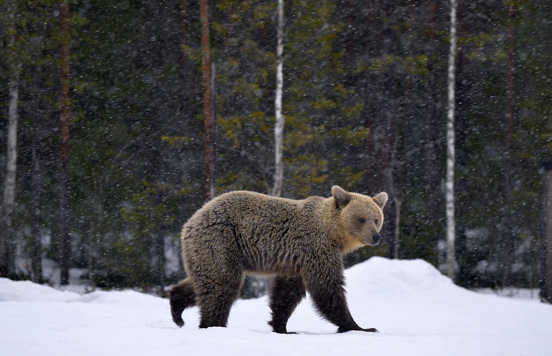 snowfall, brown bear, animal, Сергей Урядников