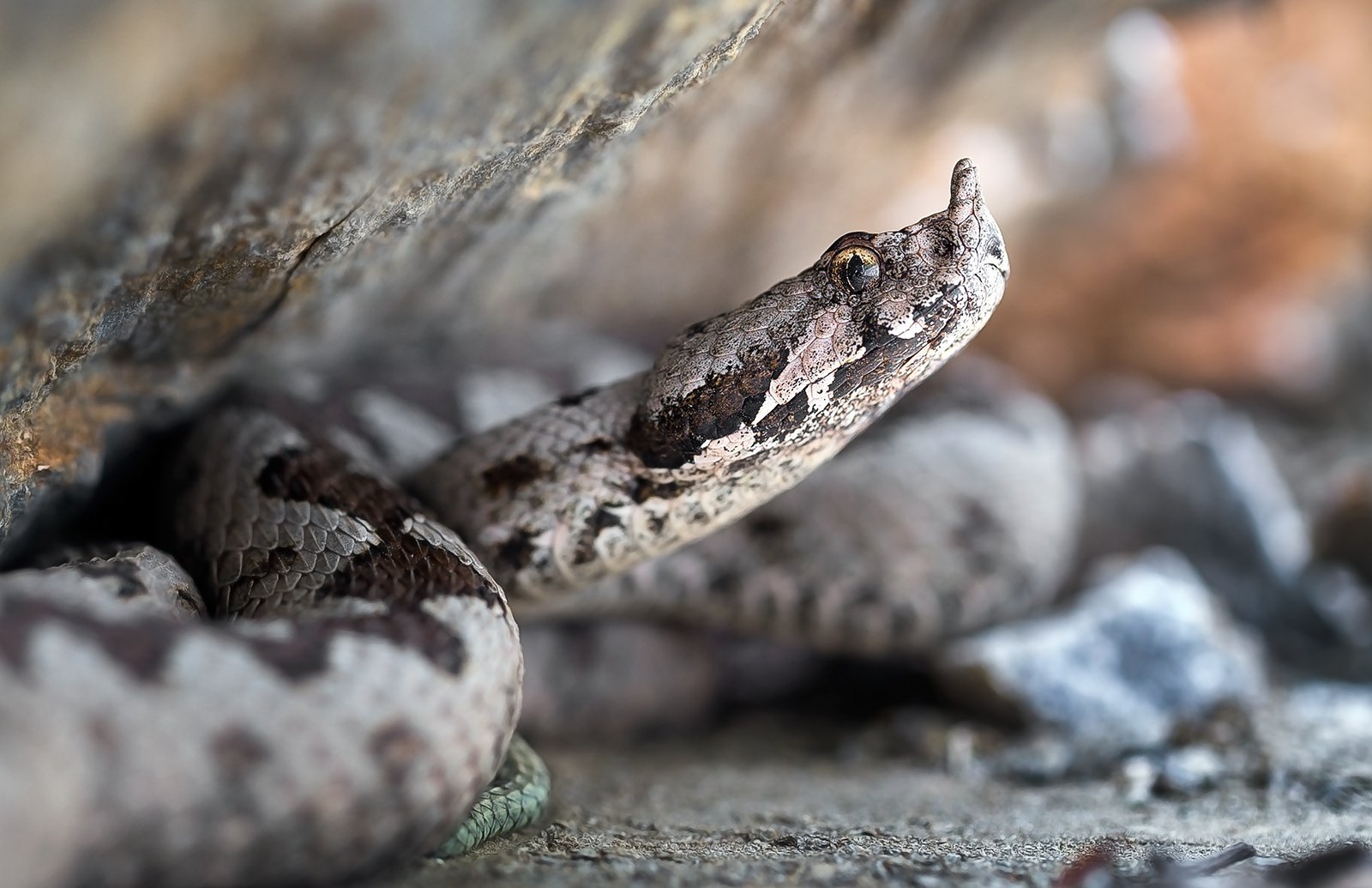 wild,wildlife,snake,snakes,animals,poison,macro,beautiful,nature,close up,vipera ammodytes, Georgi Georgiev