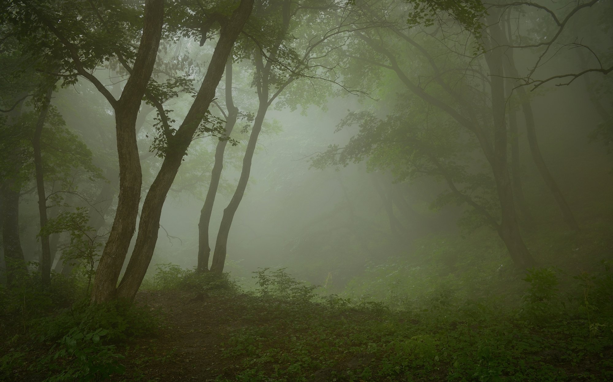 лес туман утро лето, Александр Жарников