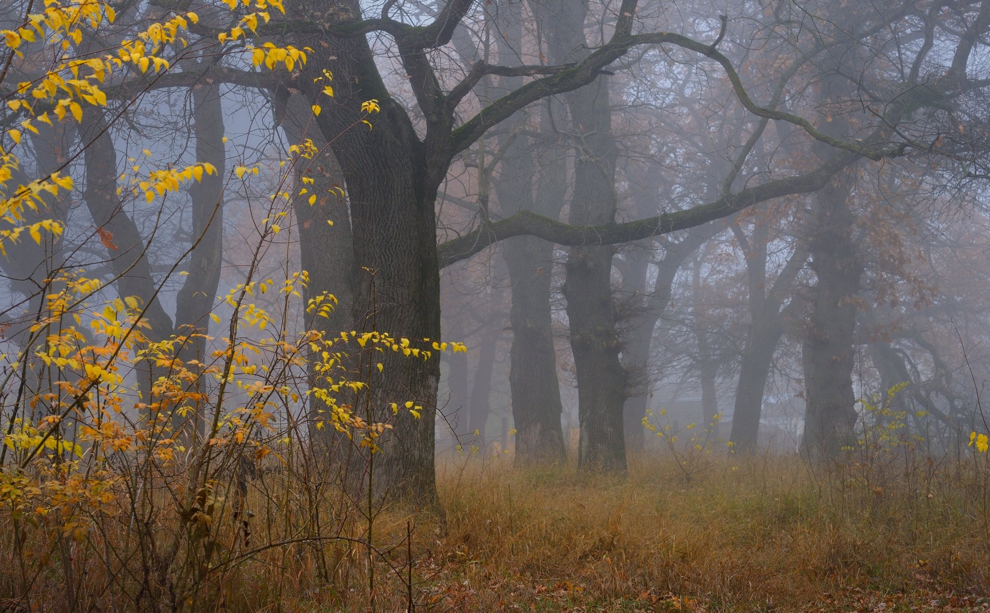 осень роща туман дуб, Александр Жарников