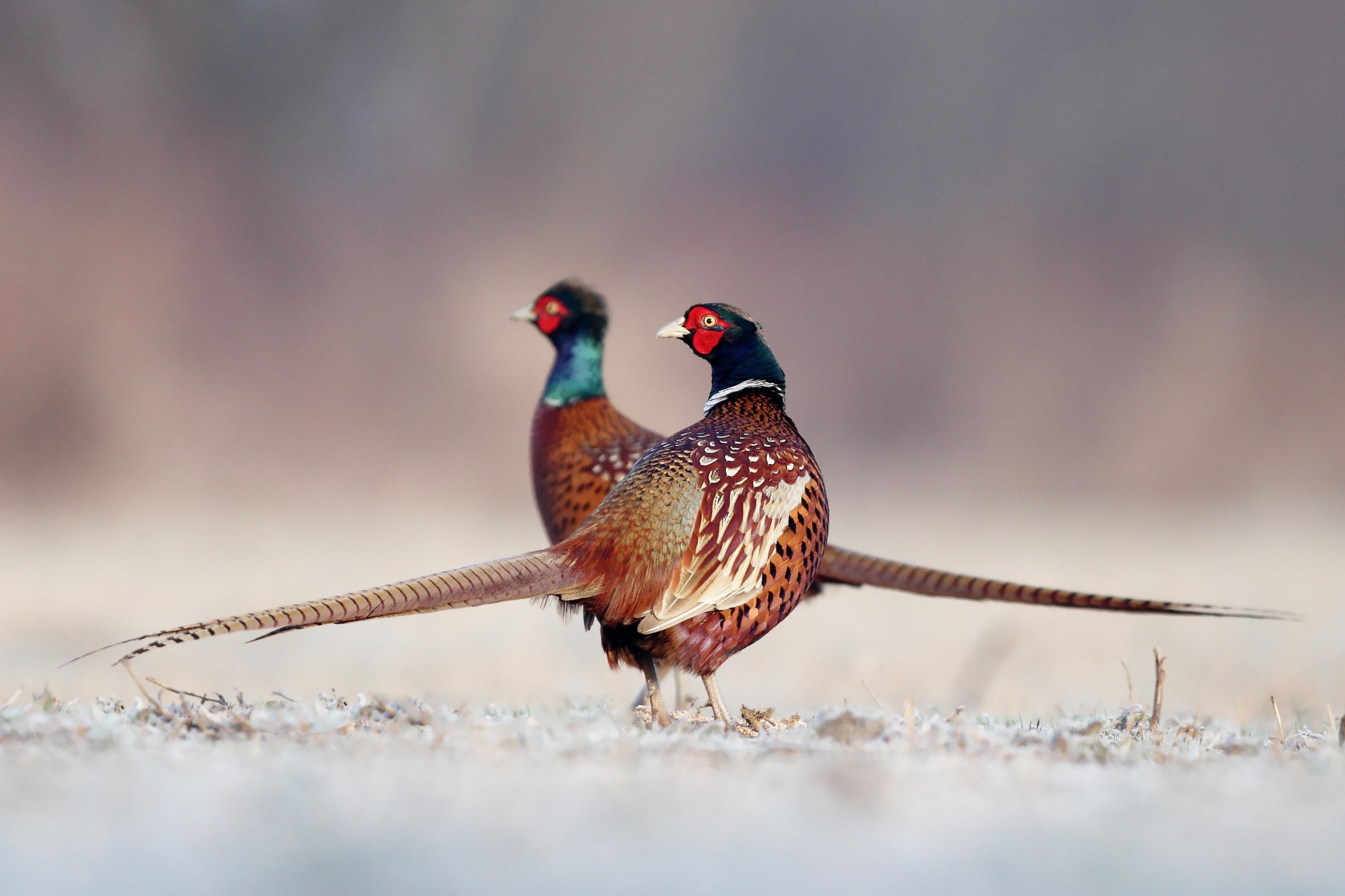 bird, pheasant, wildlife, snow, winter, cold, Adam Fichna