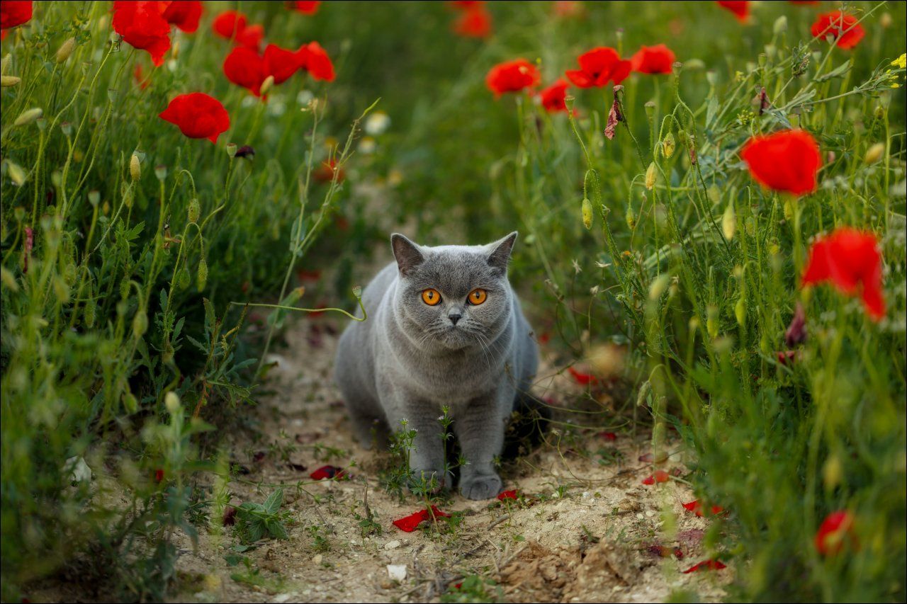 british shorthair,маки,mirabella,тропинка,британская кошка,котофото., Василий Гори