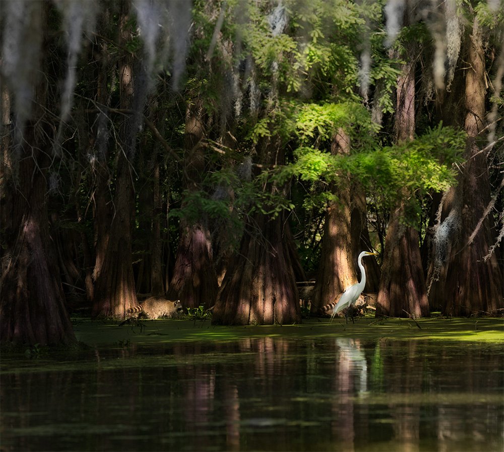 Louisiana, Swamp , Dmitry Samoylin
