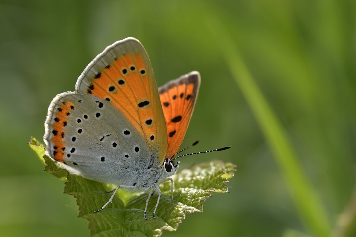 бабочка butterfly, Jaroslav Mego