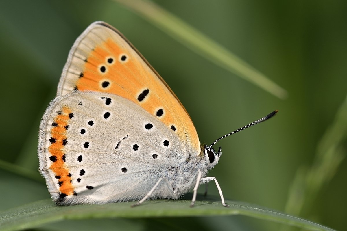 бабочка butterfly, Jaroslav Mego