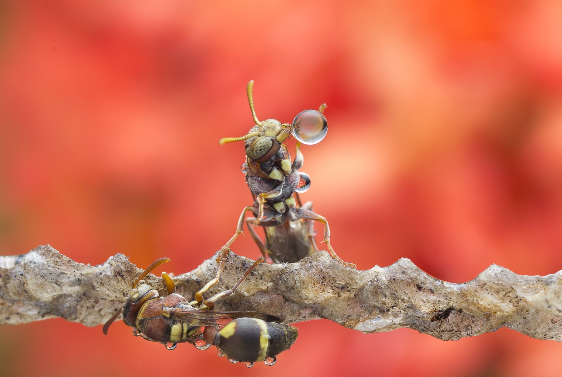 #macro#wasp#blowing#waterrbubble#colors#reflection, Choo How Lim