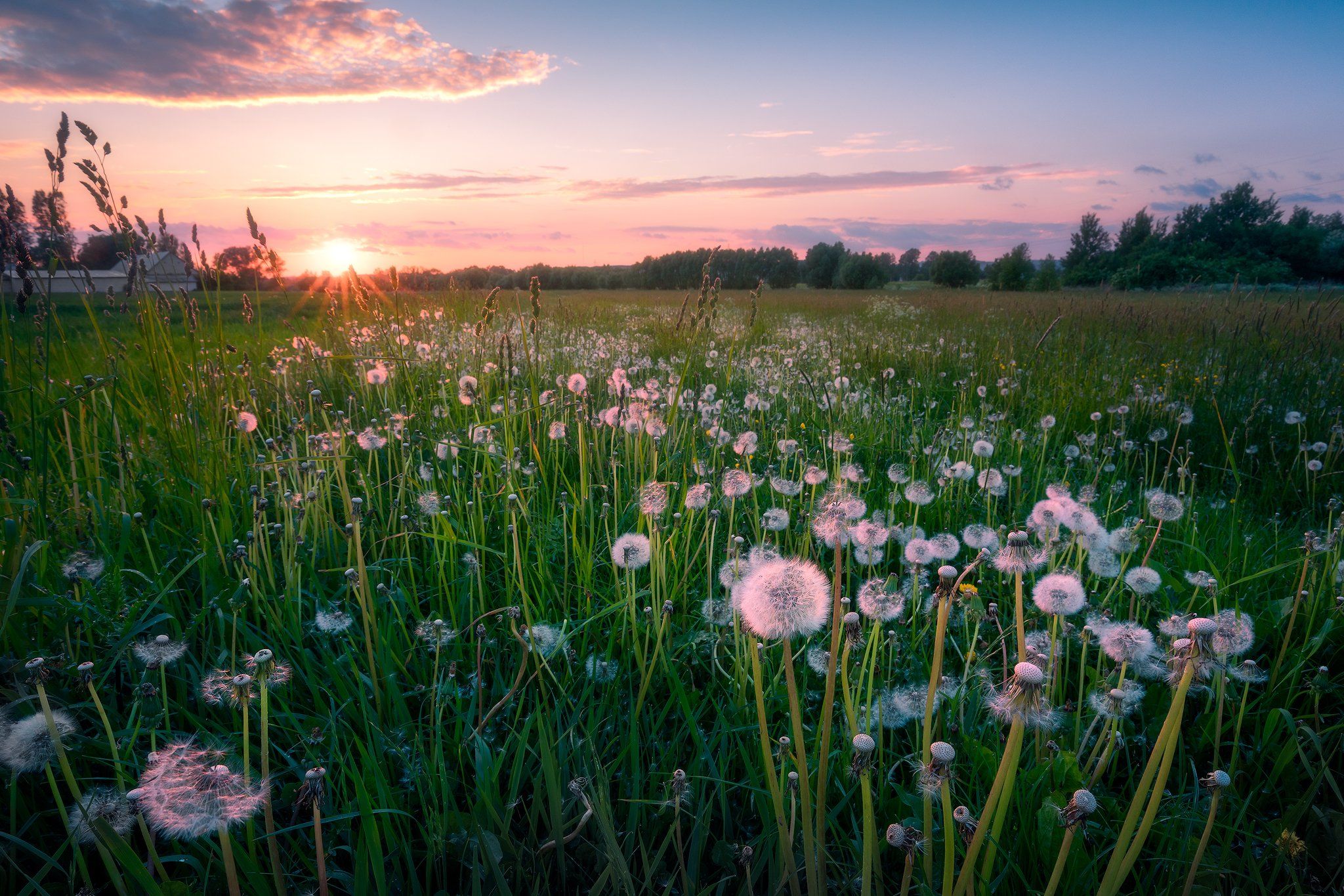 dandelions flowers sunset sky clouds colors mood poland podlasie, Maciej Warchoł