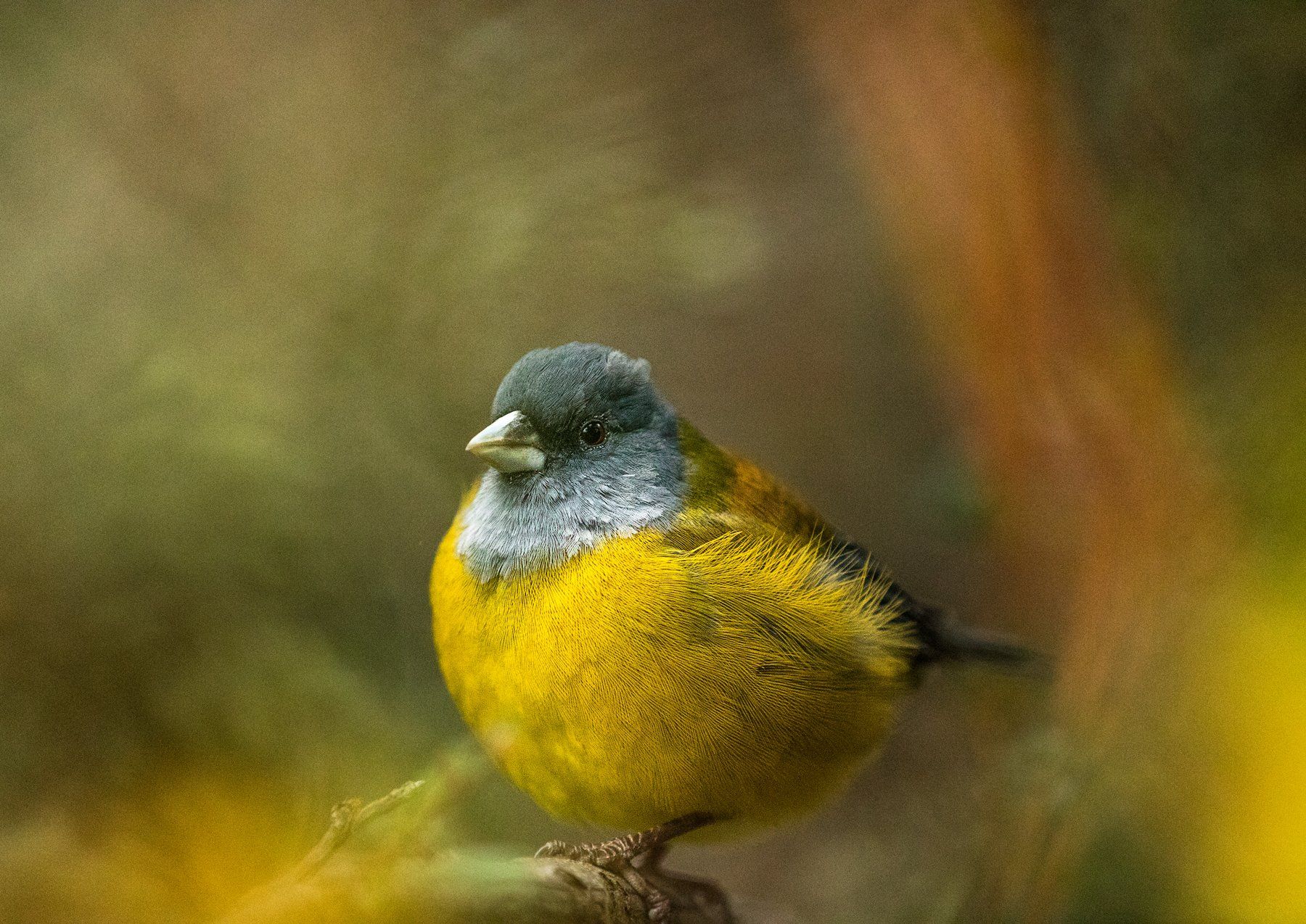 autumn bird patagonia chile yellow feather, Ольга Тарасюк