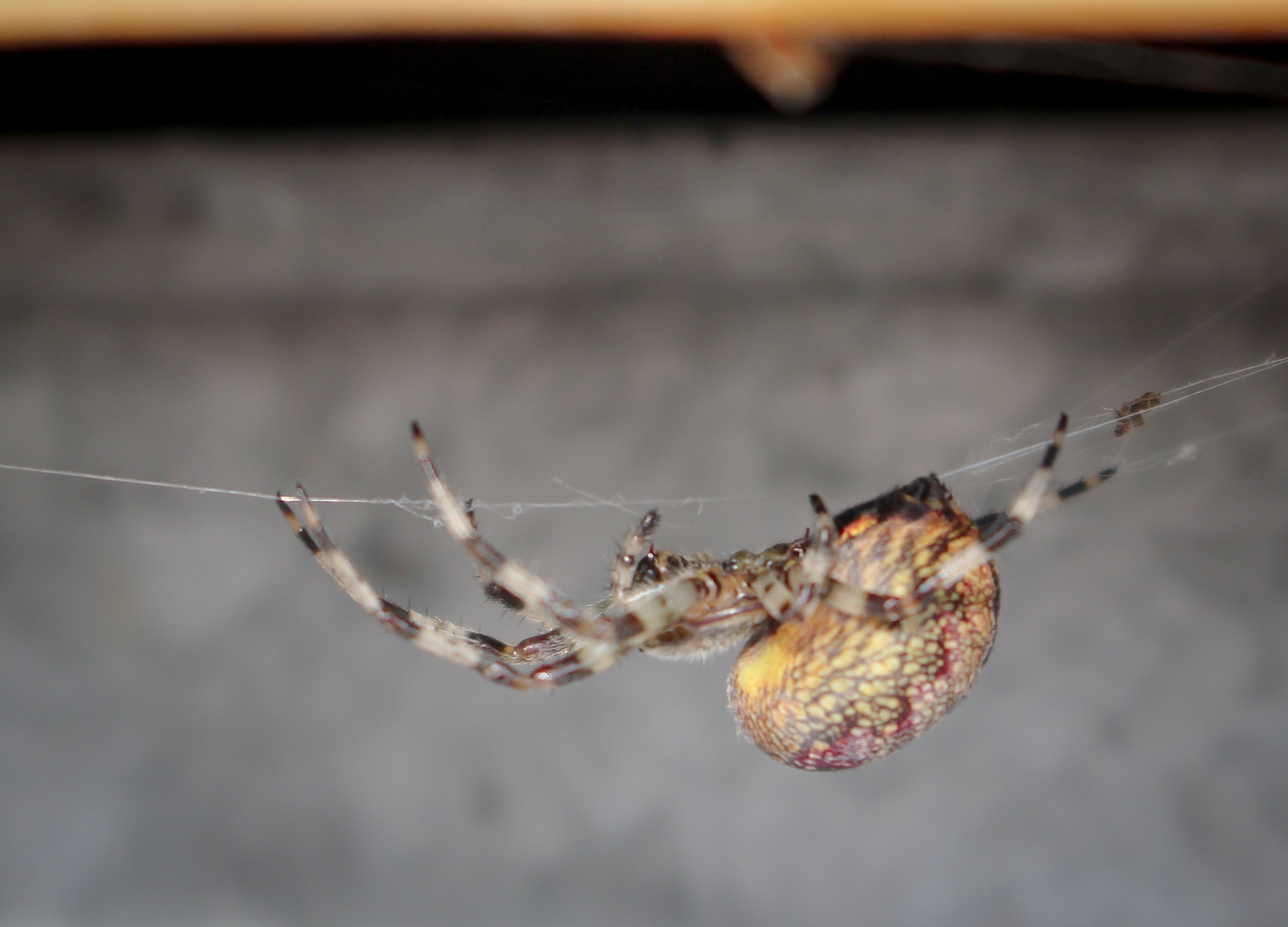 паук паутина ползёт макро насекомое лето, VLADIMIR SHCHERBAKOV