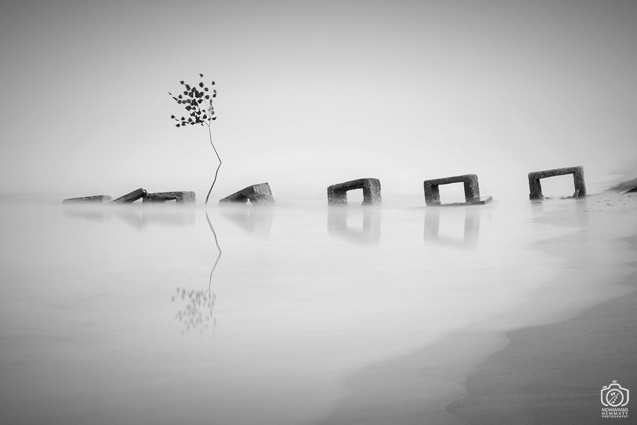 longexposure,canon80d,tree,sea,nature,fog,black&white,canon,photo,photographer, Mohammad Hemmaty