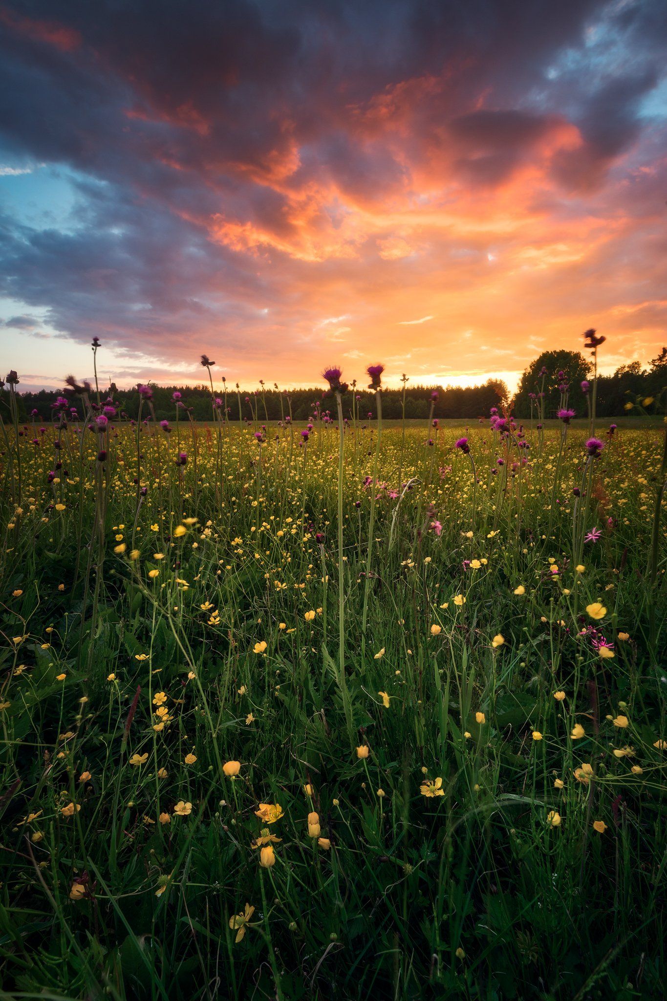 meadow spring wildflowers flowers sunset sky clouds colors mood poland podlasie, Maciej Warchoł