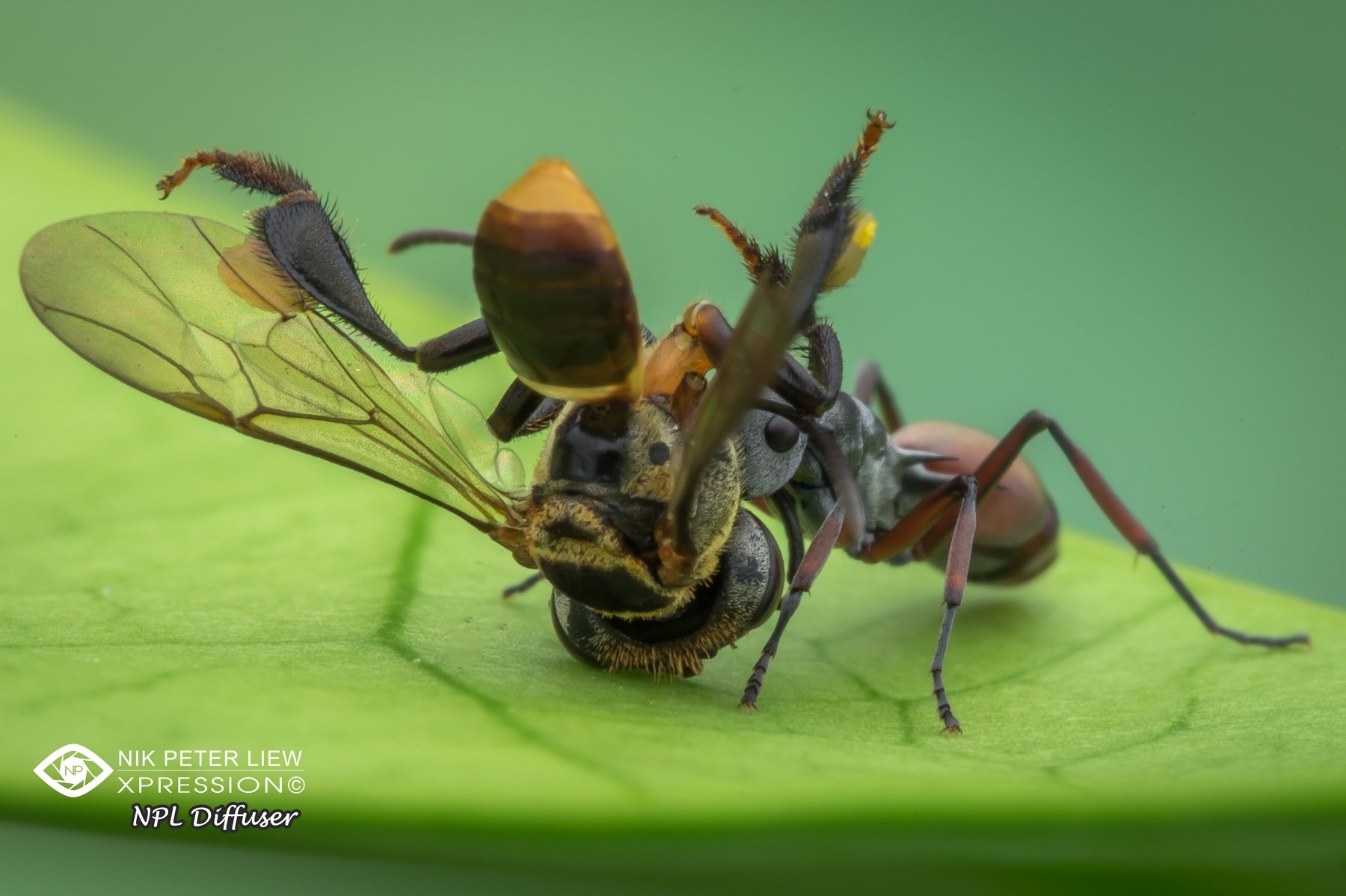 #macro, #ant, #bee, #nature, #prey&predator, #npl, Nik Peter Liew