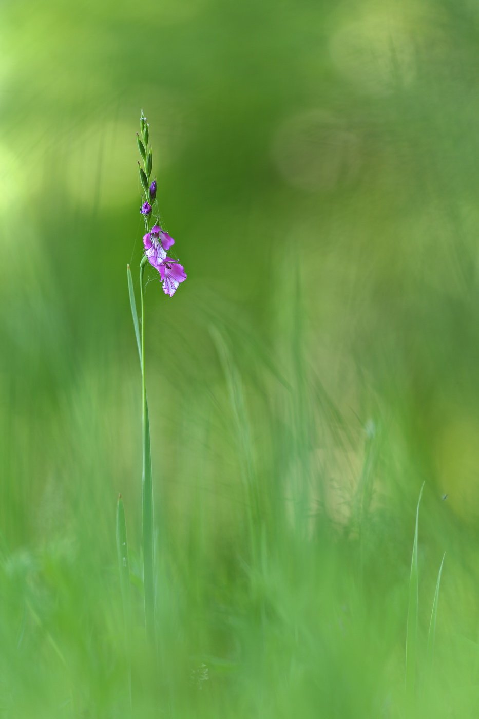 шпажник, гладиолус, черепитчатый, gladiolus, imbricatus, apterus, самарский лес, Sergii Markov