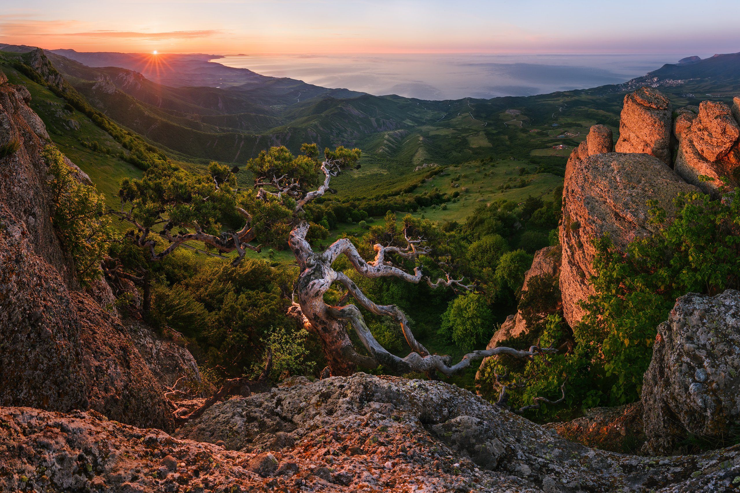 крым, демерджи, бонсай,, Konstantin Voronov