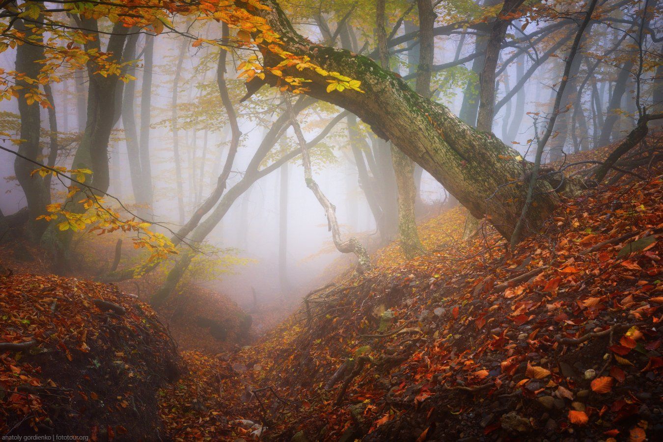 пейзаж, природа, дерево, крым, туман, демерджи, Анатолий Гордиенко