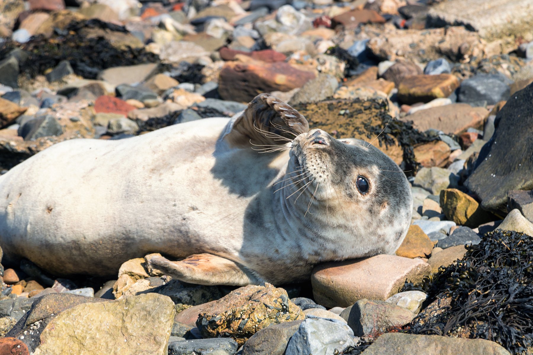 fur seals sea stones relaxation, Ольга Тарасюк