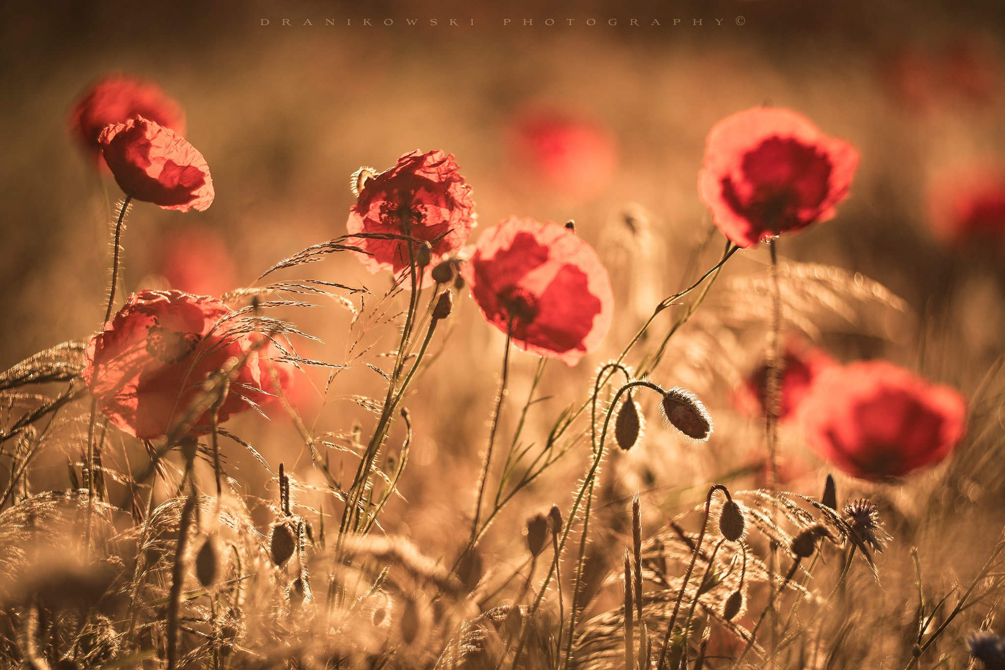 poppy flowers sun sunset sunlight nature magic mak polny poppy field маковое поле, Radoslaw Dranikowski